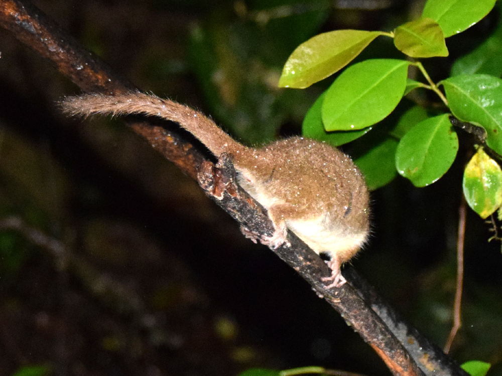 Microcetus Rappi herbarium