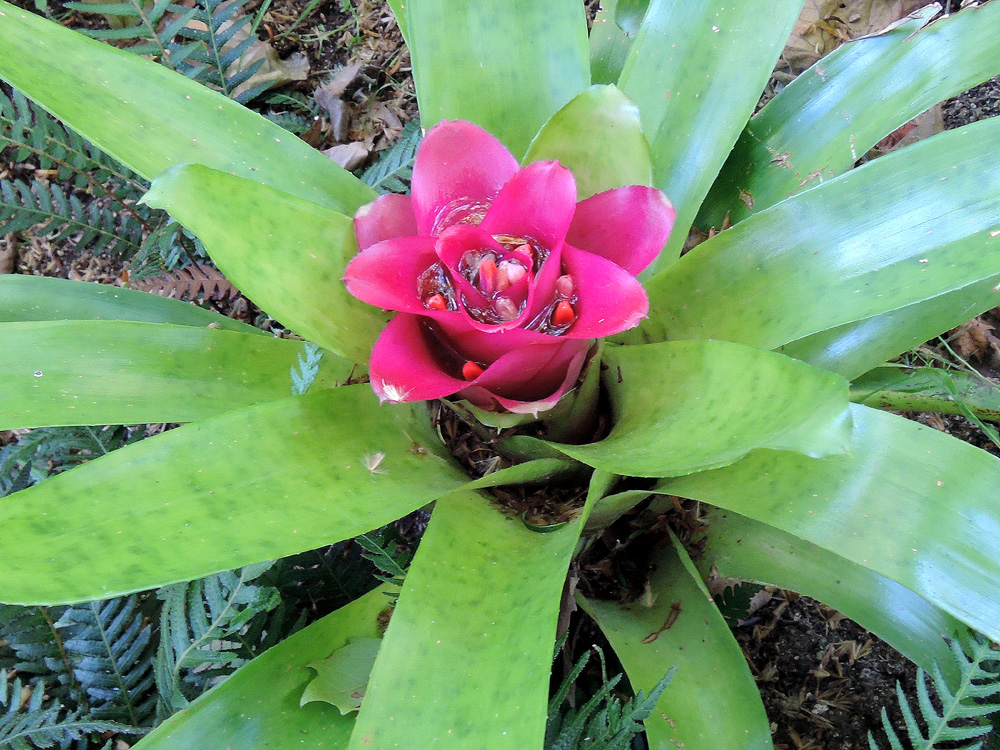 Plantas y Hongos