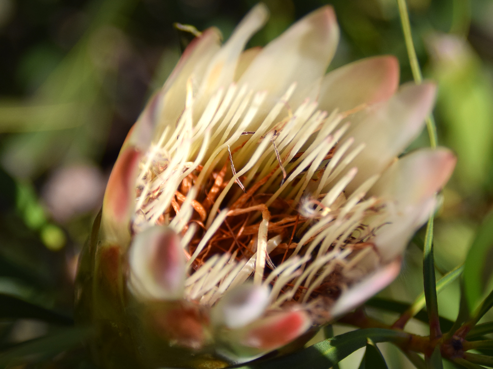 Protea Rif herbarium