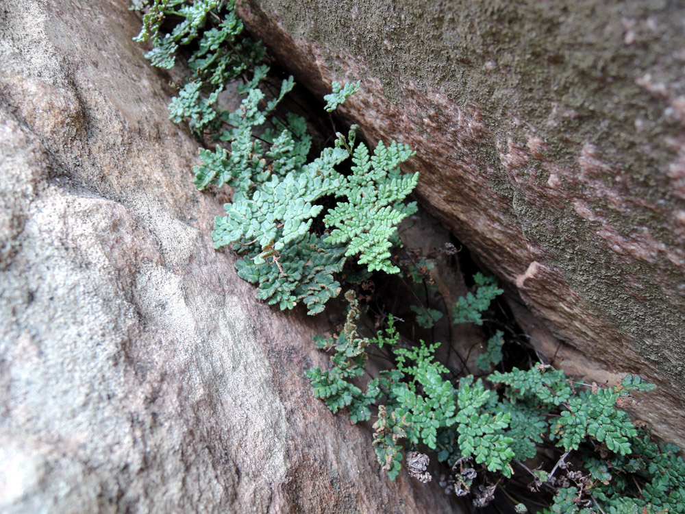 herbarium